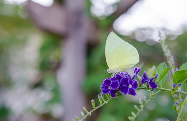 Butterfly on flower in backyard