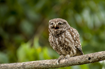 little owl (athene noctua), perched in a tree branch