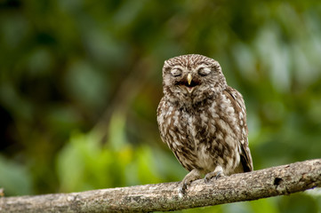 little owl (athene noctua), perched in a tree branch