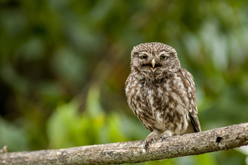 little owl (athene noctua), perched in a tree branch