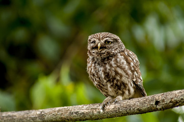 little owl (athene noctua), perched in a tree branch