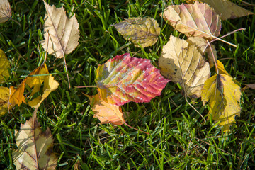 leaf on the grass