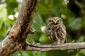 little owl (athene noctua), perched in a tree branch