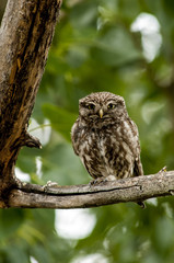 little owl (athene noctua), perched in a tree branch