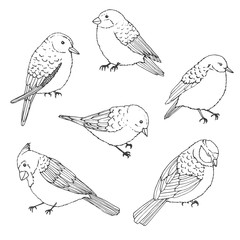 Vector birds outline set. Vintage collection of doodles in sketch style. Cardinal, sparrow and titmouse.