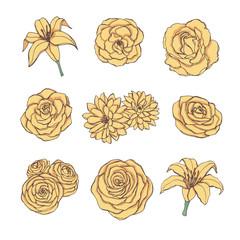 Hand drawn vector set of yellow rose, lily, peony and chrysanthemum flowers contour isolated on the white background. Vintage botany decoration elements.