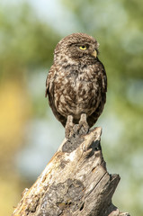 little owl (athene noctua), portrait, perched in a branch