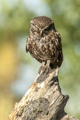 little owl (athene noctua), portrait, perched in a branch