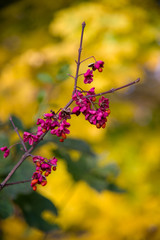 flowers in autumn