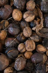 Raw walnuts background, healthy food industry concept