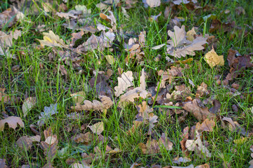 leaves in the grass