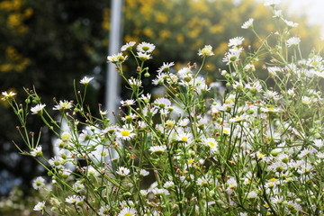 White cutter flowers blooming at garden.