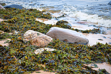 Water-plants on a sea-shore