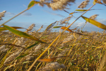 Fototapeta premium wind in cane