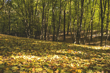 Sunny autumn landscape at autumn.