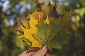 Woman holding the colorful autumn leaves. A bouquet of fallen leaves. Autumn vibes.