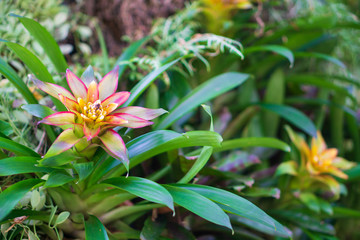 Ornage Bromeliad flower (Aechmea fasciata,BROMELIACEAE ) in the tropical garden