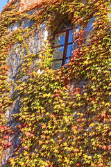 Wall in colored leaves with window. Background texture