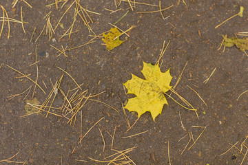 Yellow maple leaf lays on dark asphalt road. Top view