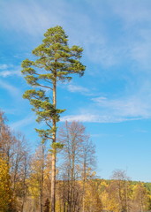 Lonely pine on a background of blue sky in the autumn forest