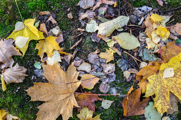 Natural still life, autumn leaves with moss