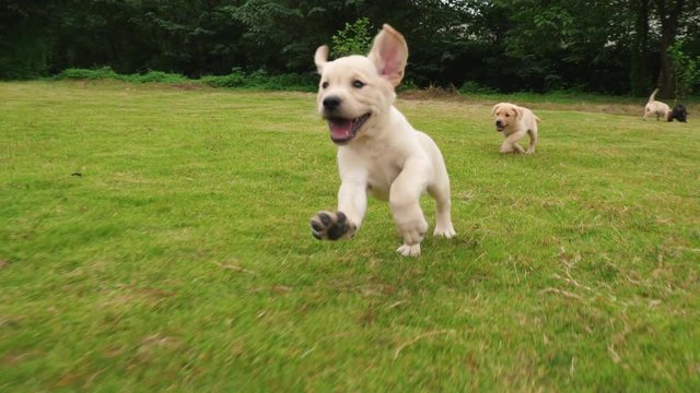 Two happy lovely puppy running outdoor,4k