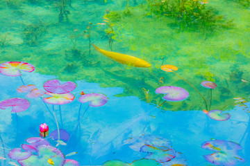 Carp swim in the fountain
