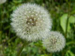 Summer flowers in a garden