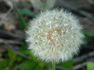 Fototapeta premium Summer flowers in a garden