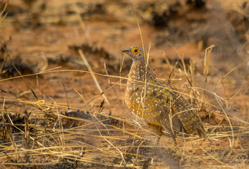 A burchell's sandgrouse skulks in a patch of grass in the African bush image with copy space in landscape format