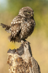 little owl (athene noctua), portrait, perched in a branch