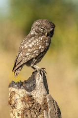 little owl (athene noctua), portrait, perched in a branch