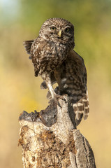 little owl (athene noctua), portrait, perched in a branch