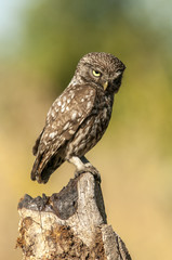 little owl (athene noctua), portrait, perched in a branch