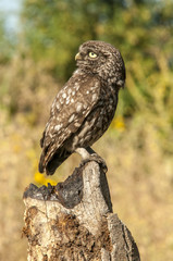 little owl (athene noctua), portrait, perched in a branch