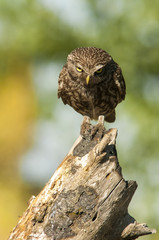 little owl (athene noctua), portrait, perched in a branch