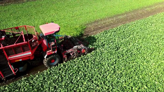 Agricultural vehicle harvesting sugar beets. Fresh sugar beets on the field farm