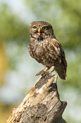 Little owl (athene noctua), perched, daylight,  
