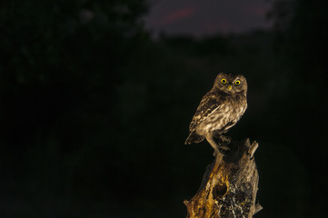 Little owl (Athene noctua), night, perched, looking