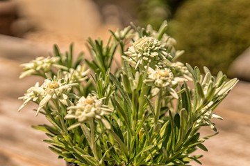 Edelweiß im Retrolook