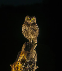 Little owl (Athene noctua), night, perched, looking