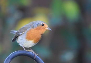 Rotkehlchen in einem Graten mit einer Zecke an der Kehle