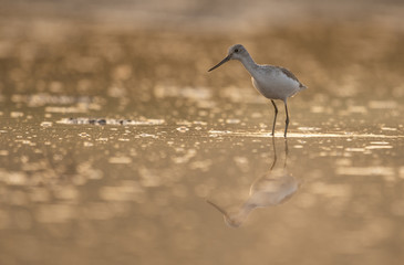 Common green Shank at Sunrise