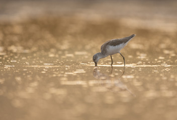 Common green Shank at Sunrise