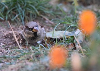 Spatz an einem Vogelfutterhaus