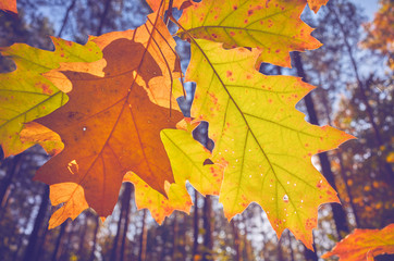 Naklejka na ściany i meble Autumn leaves against the sun, color toning applied, selective focus.