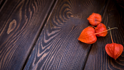 Autumn background. Bright orange physalis berries on a brown woody background. Background for the autumn holidays and thanksgiving day.