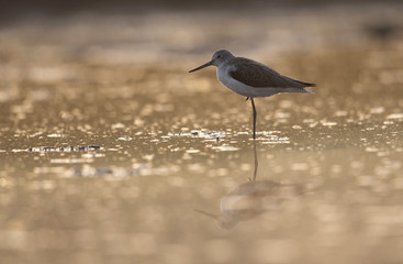 Common green Shank at Sunrise