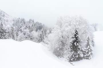 Naklejka premium Beautiful cold winter landscape of icy trees with snow in foggy conditions in the mountains of the Brandnertal in the Alps in Vorarlberg, Austria