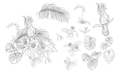 Set of elements for design with tropical plants © Elen  Lane